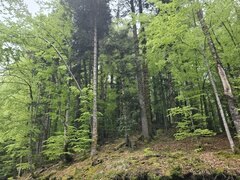 Buna, singur vreau relatie cu o femeie de lunga sau scurta durata
